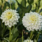 Tubercule - Dahlia White Onesta
