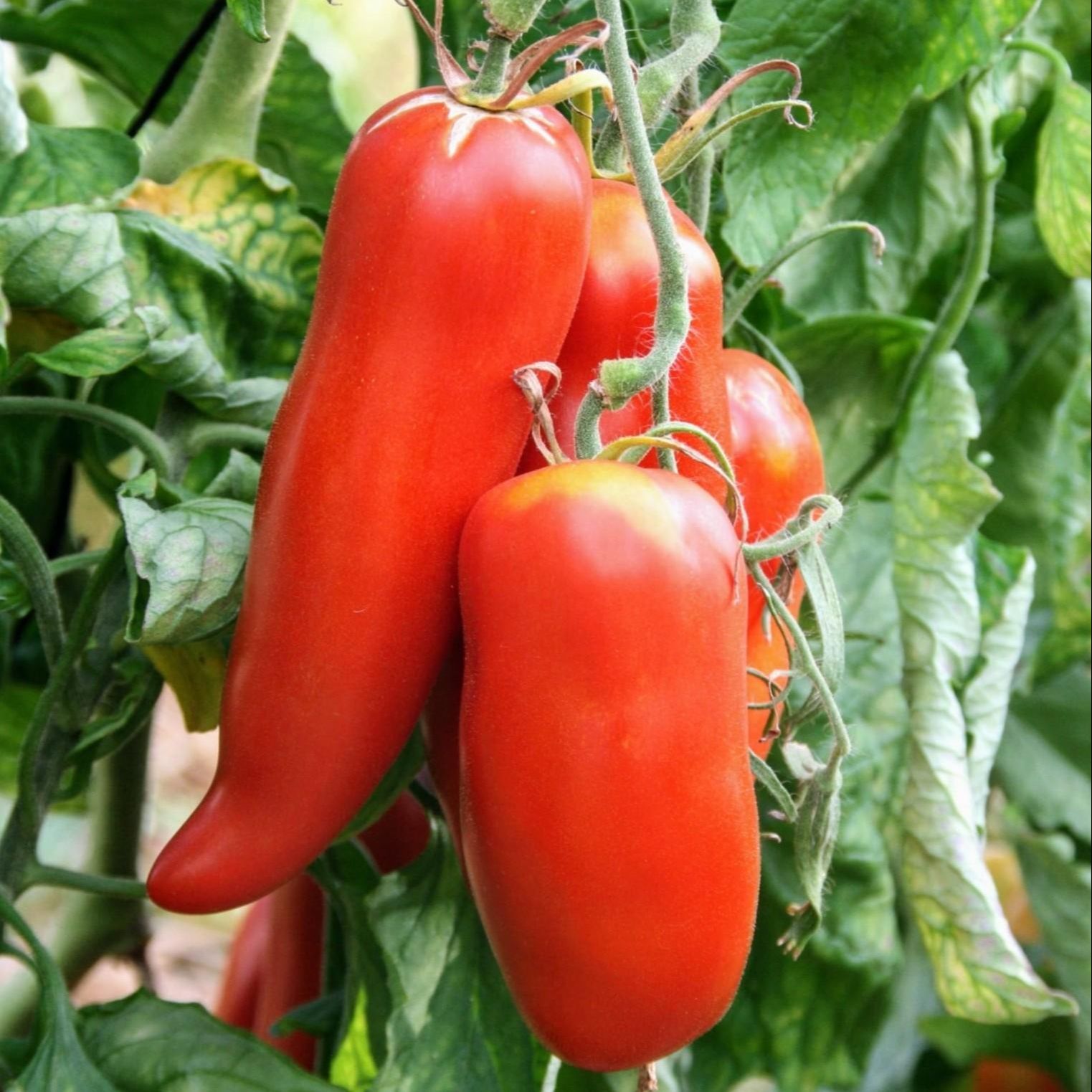 Tomate Cornue des Andes