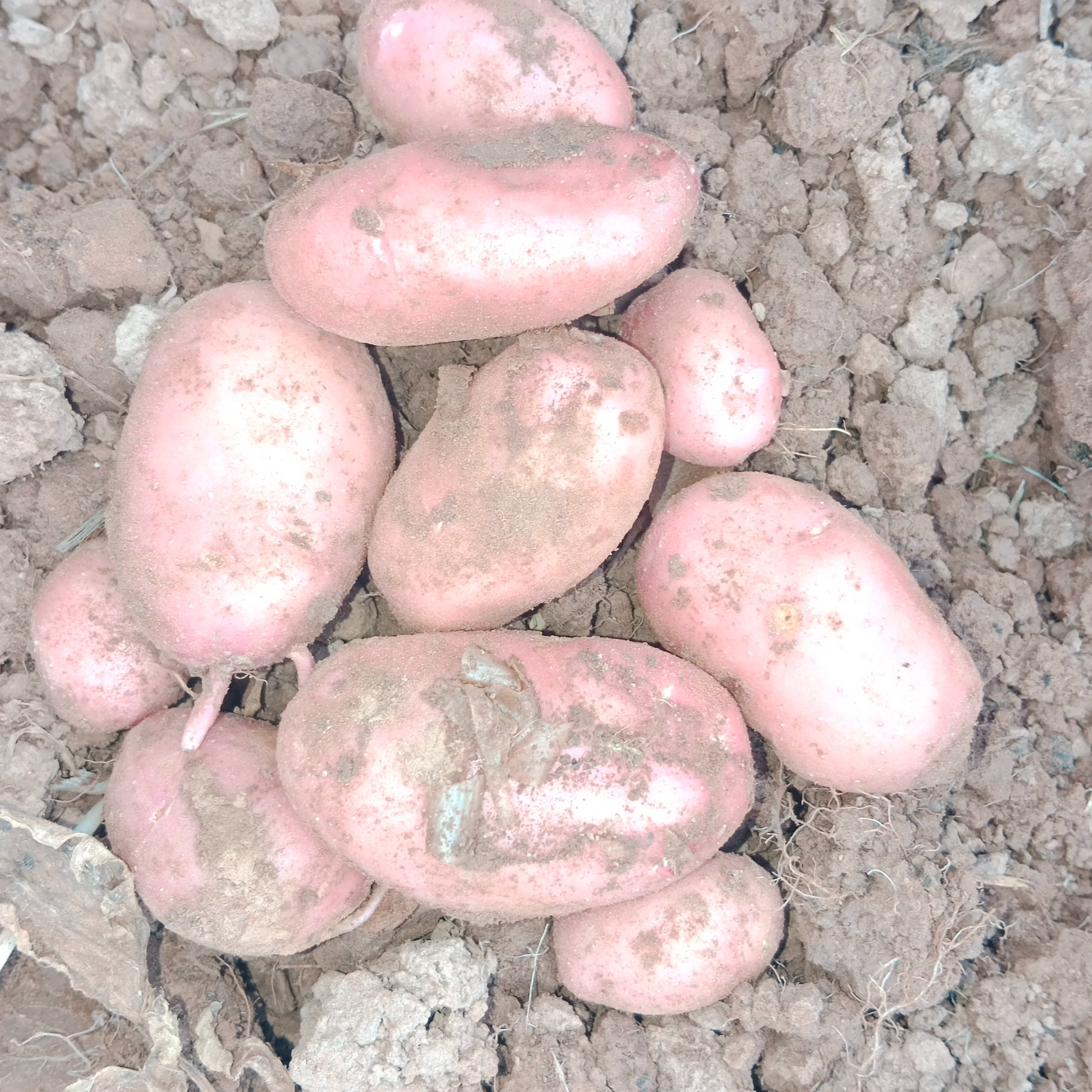 Pomme De Terre Nouvelle Rouge