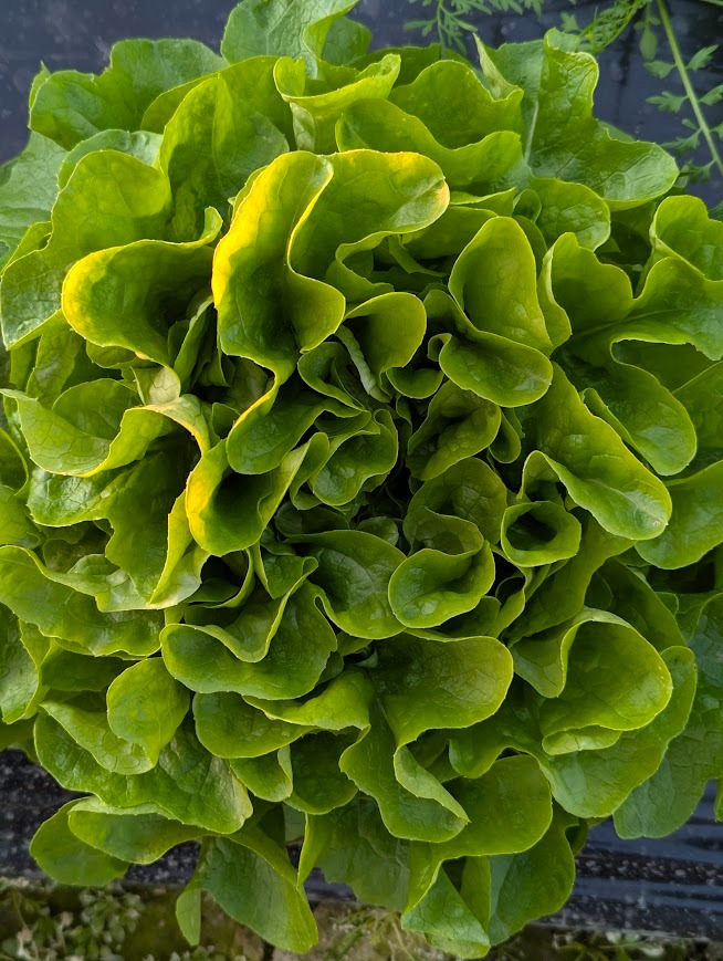 FEUILLE CHENE BLONDE de serre