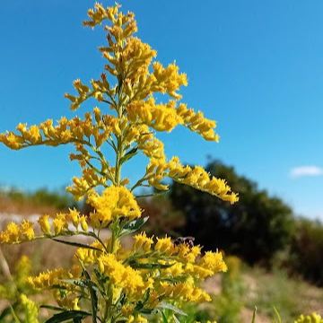 Solidago