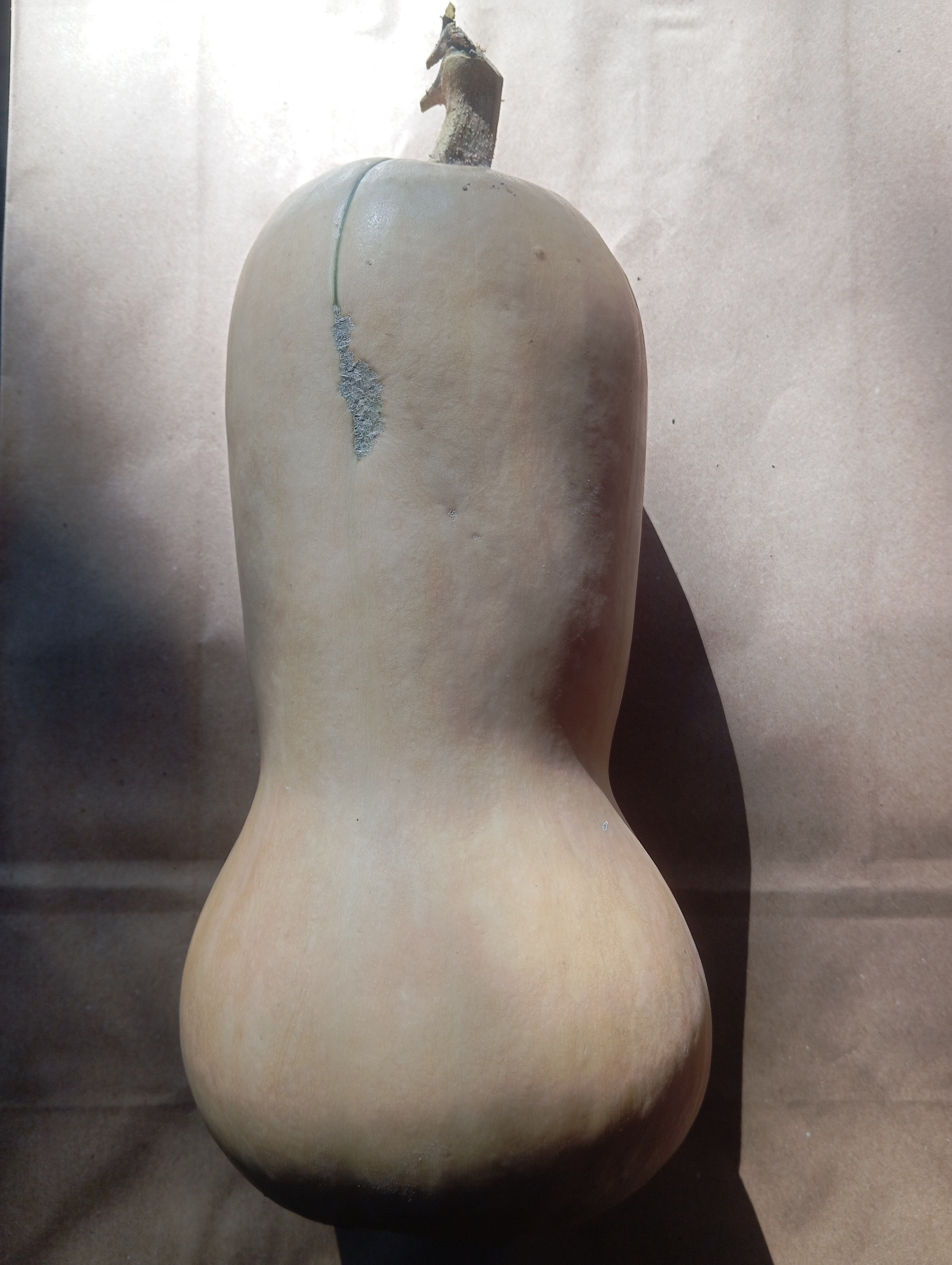 Butternut
