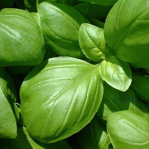Basilic - 100g