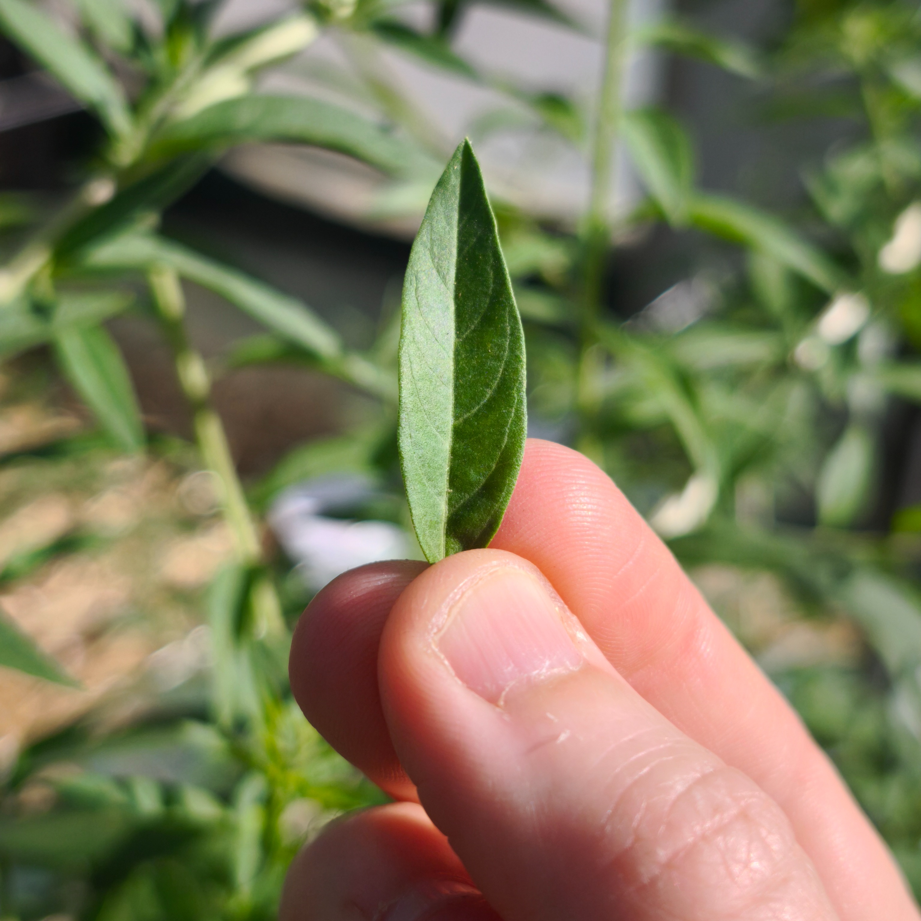 Verveine d'Argentine x20F