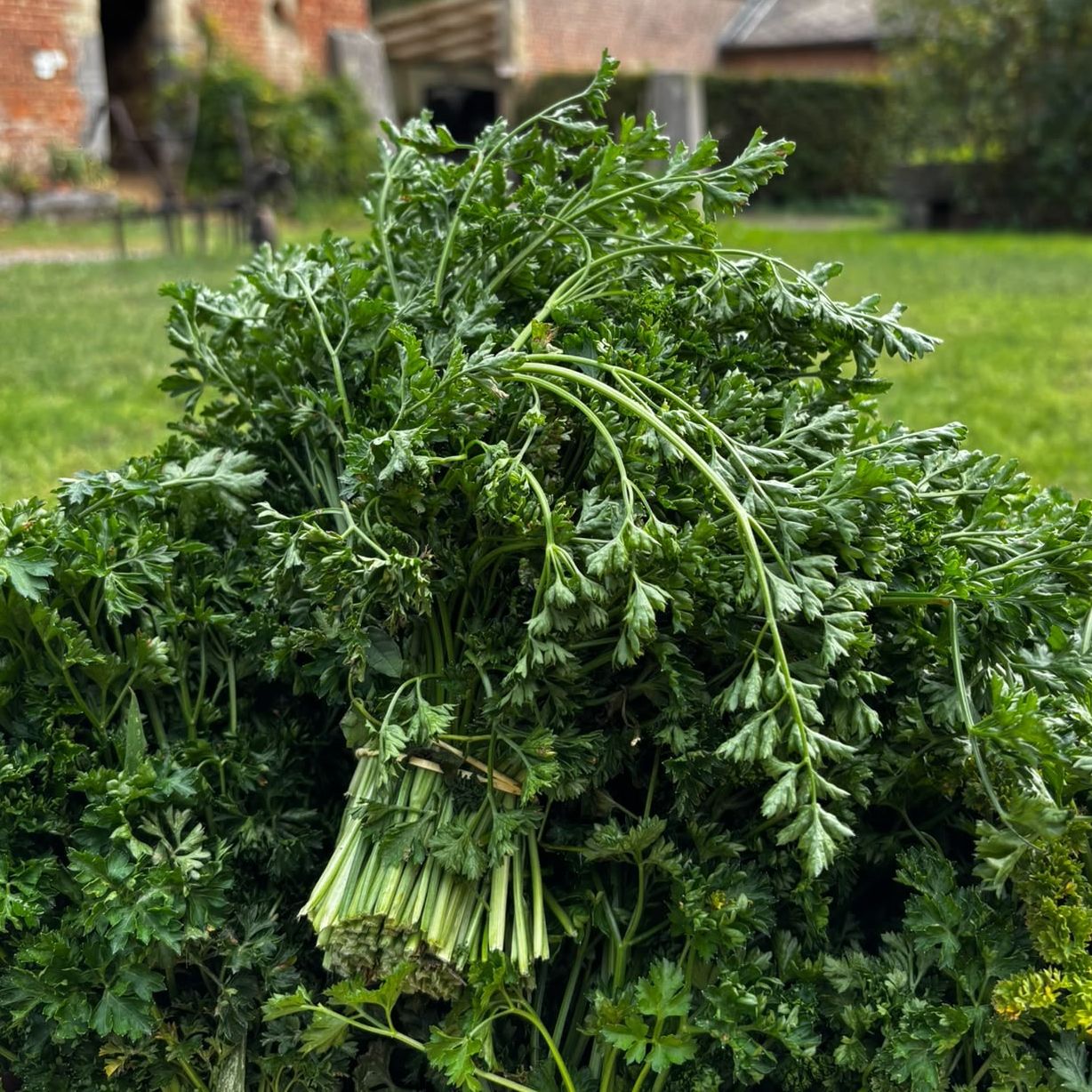 Persil frisés