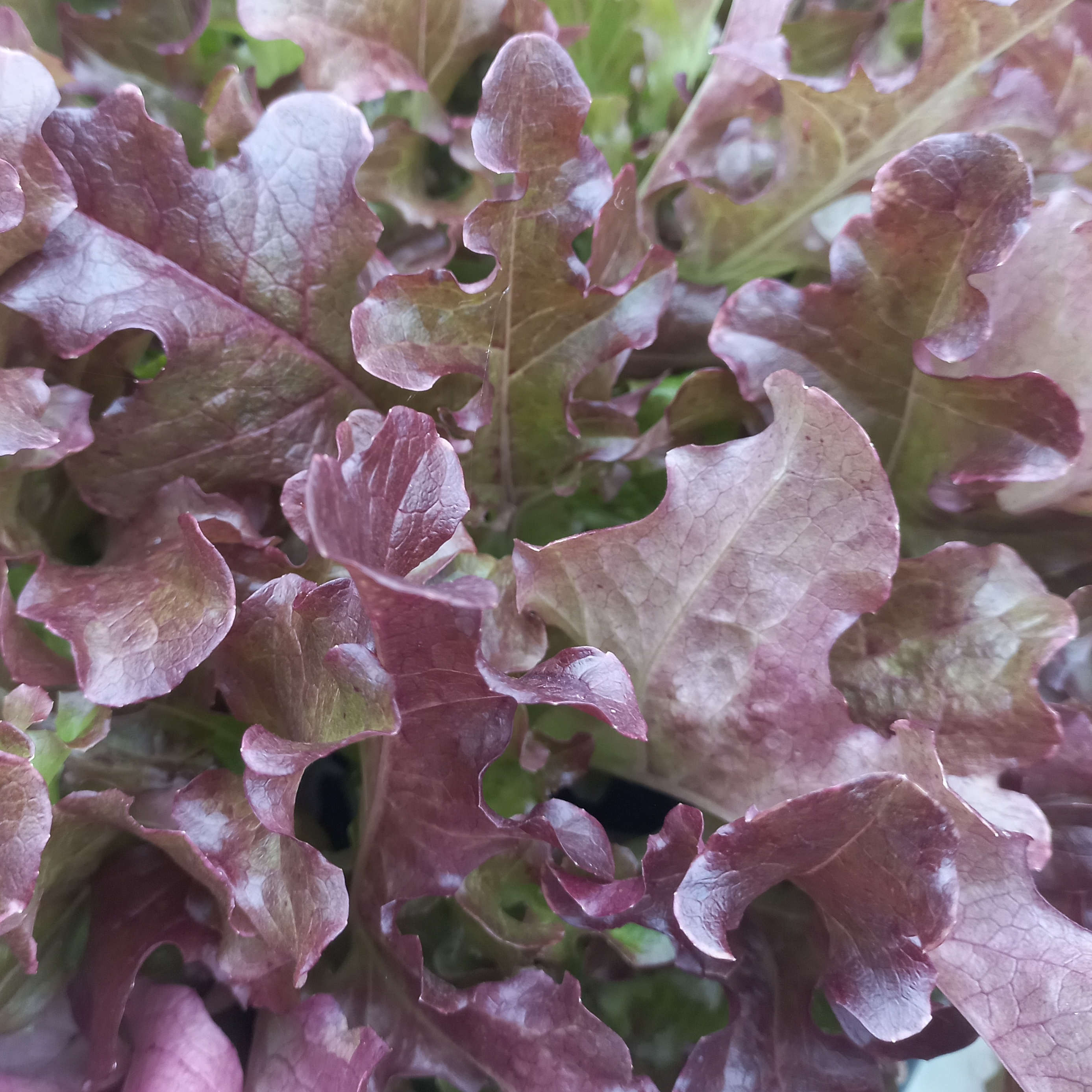 Salades feuilles de chêne rouge - 6 mottes