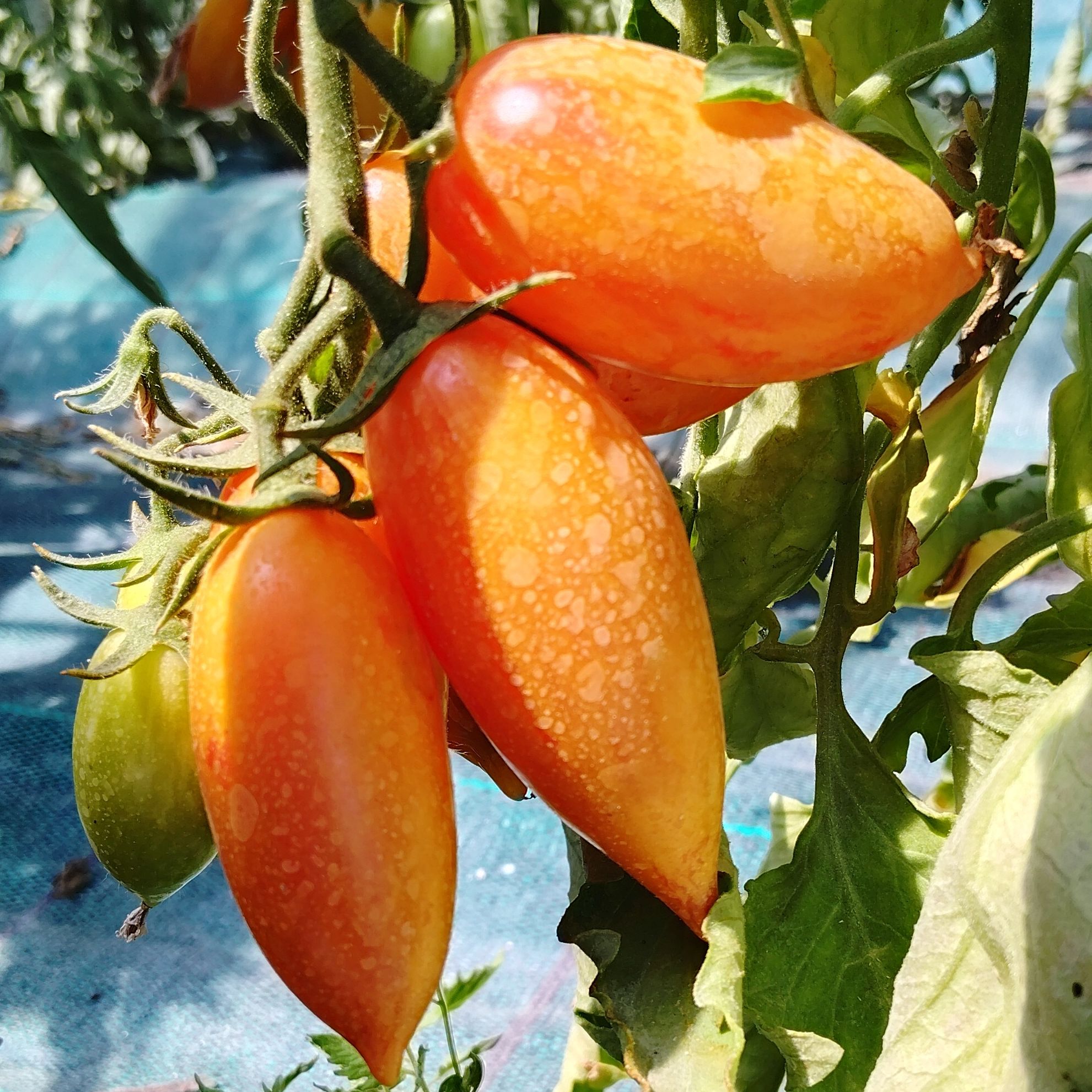 Tomate cerise - 250g
