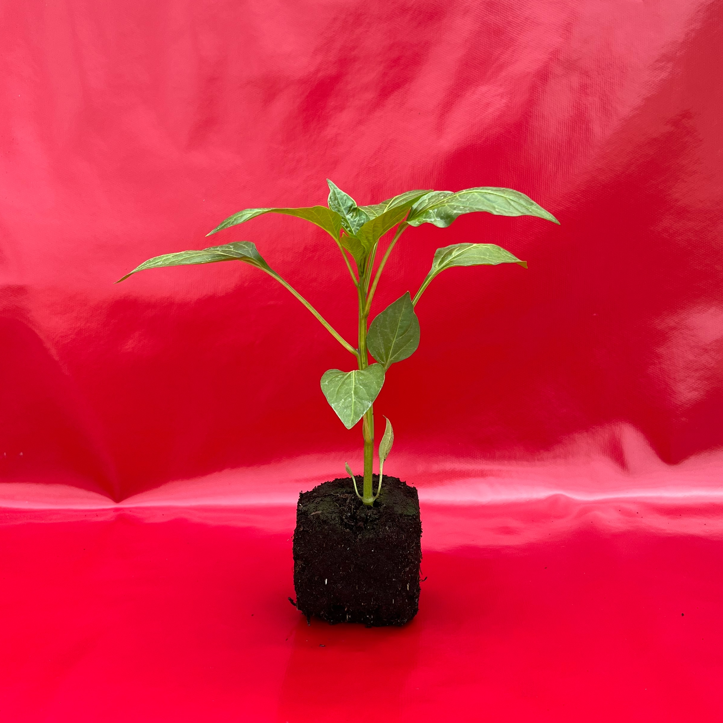 Plant Poivron Corne De Toro Rouge - 250g