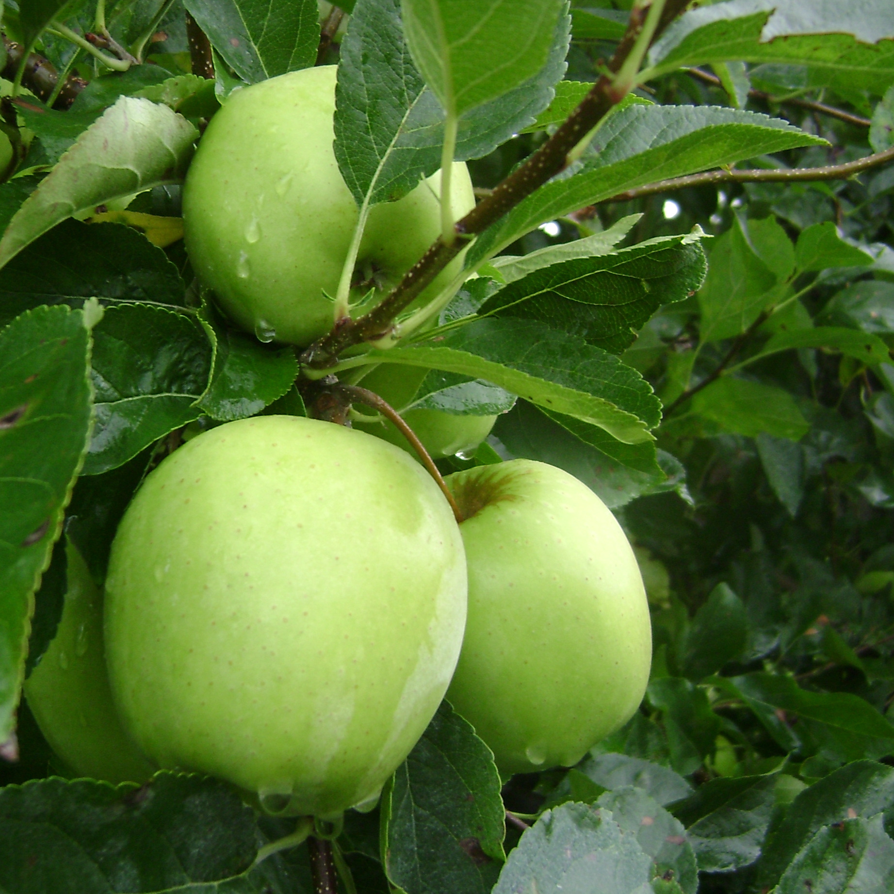 Pomme Golden bio et demeter Cat II Cal 65/75