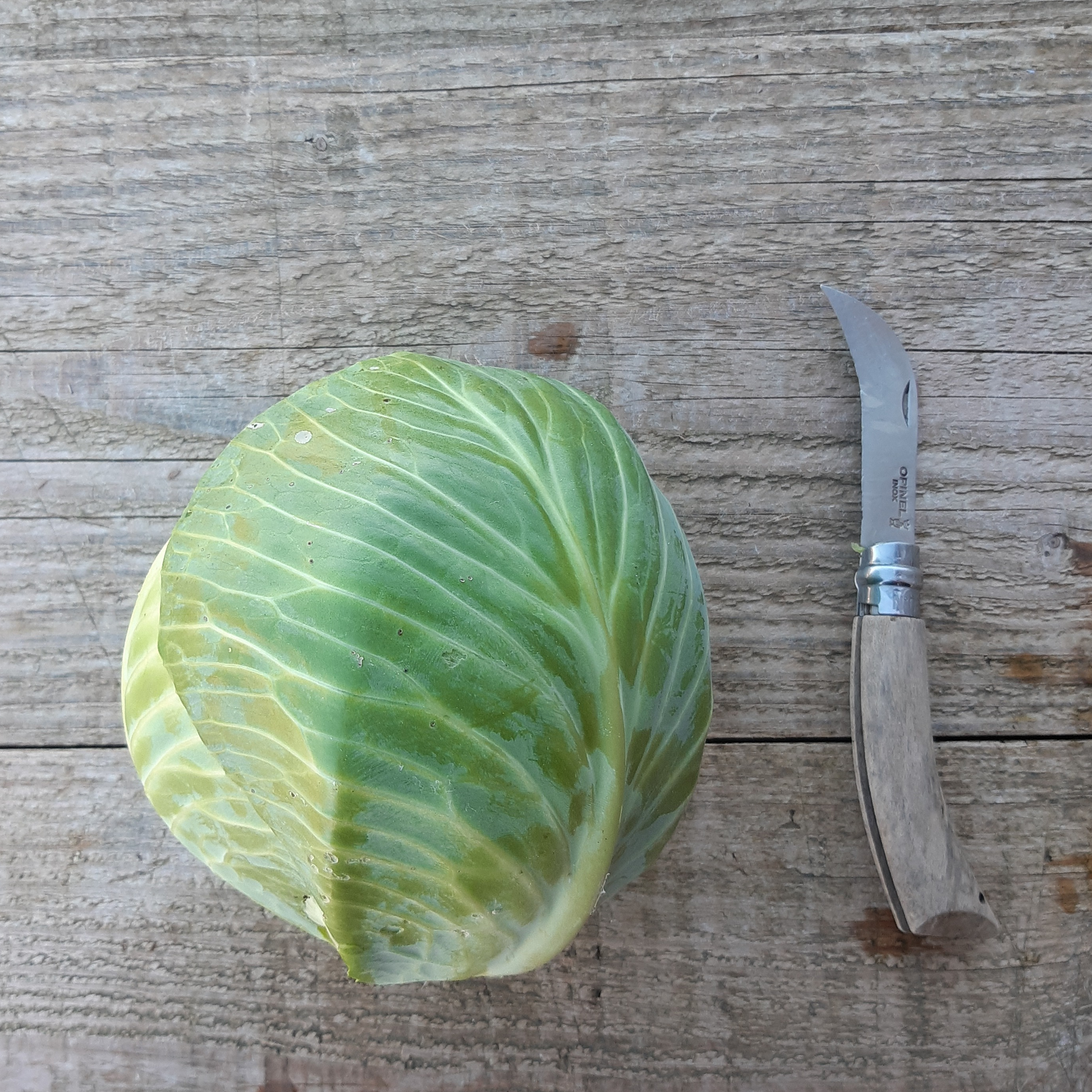 Chou cabus rond - 1000g