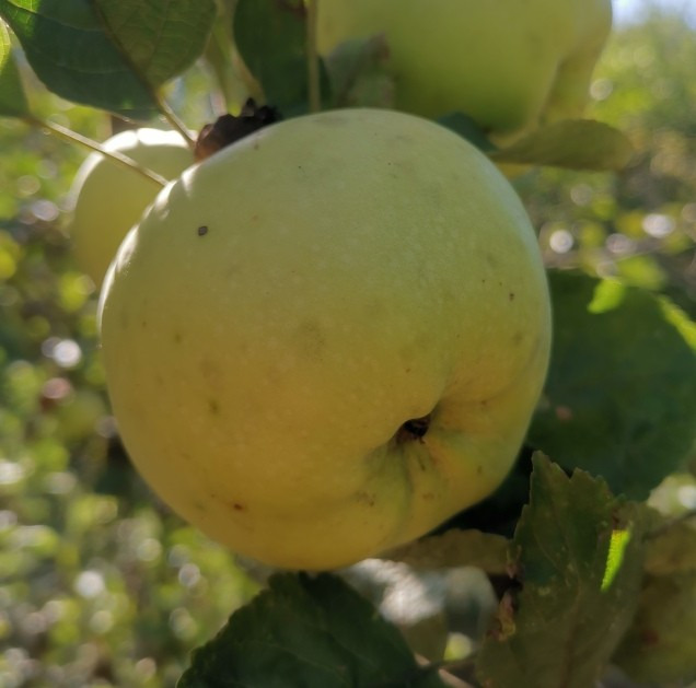 Calville Blanche – Franc