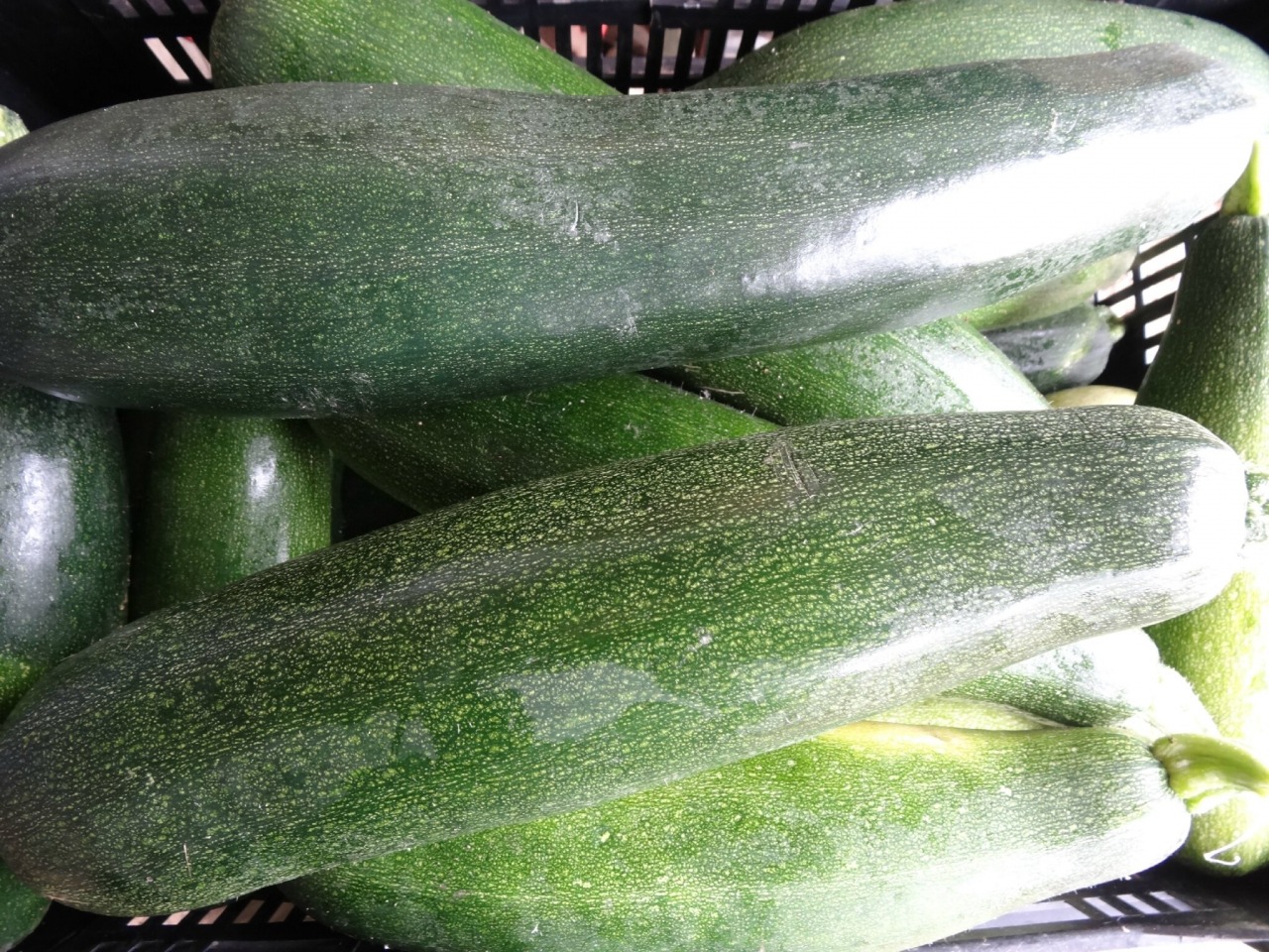 Courgettes (gros calibre)