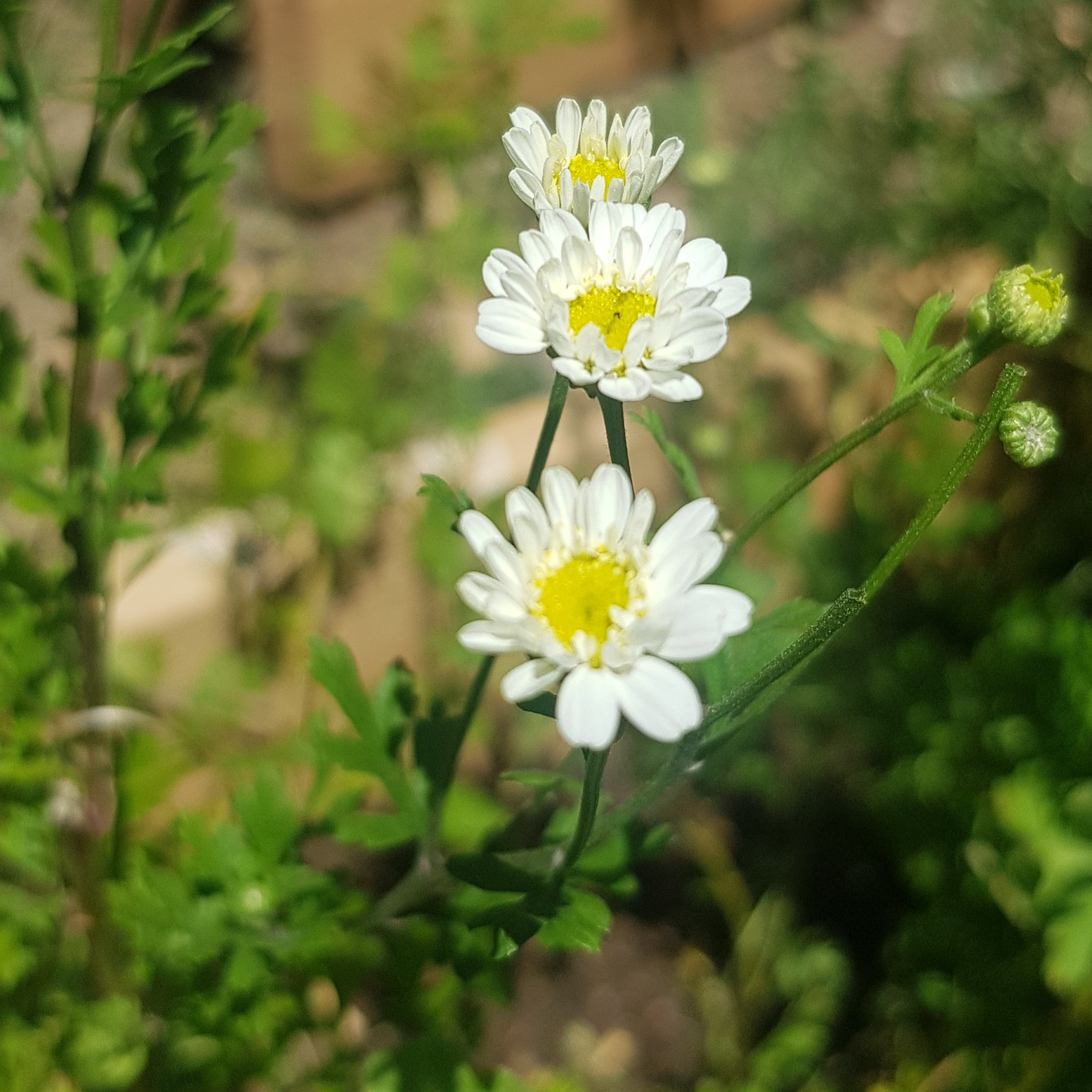 Alcoolature Partenelle - Grande Camomille