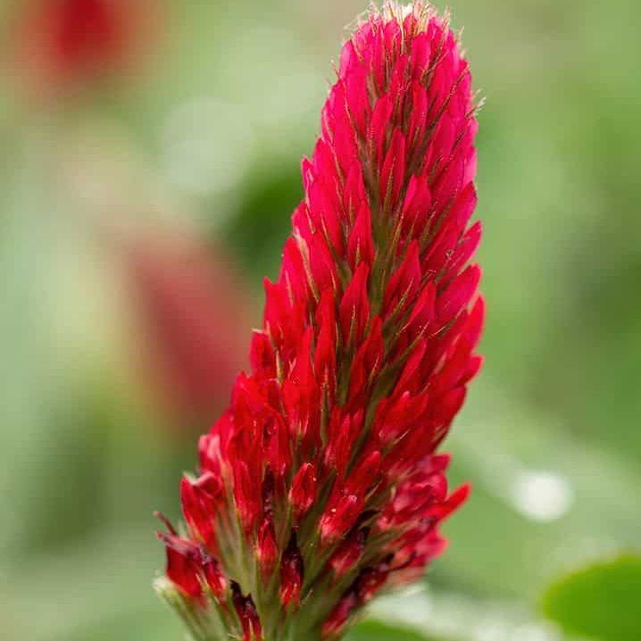 Fleurs de trèfle incarnat (par 20)