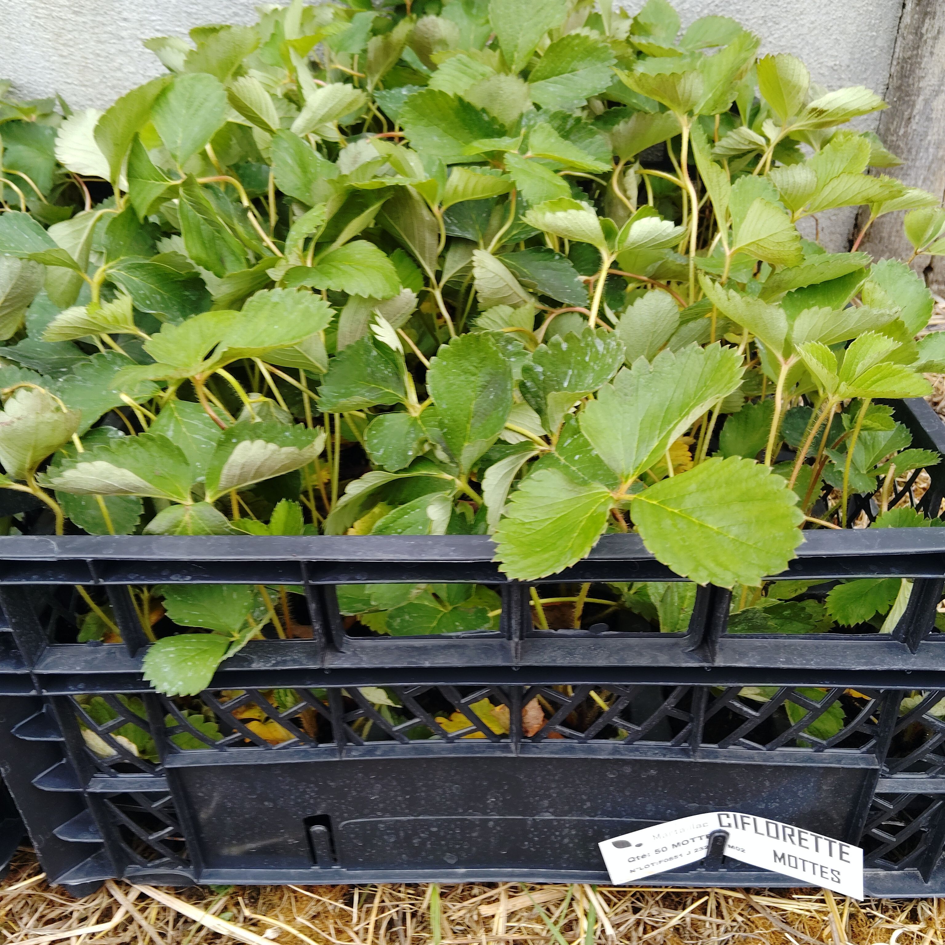 Lot de 10 plants de fraisier
