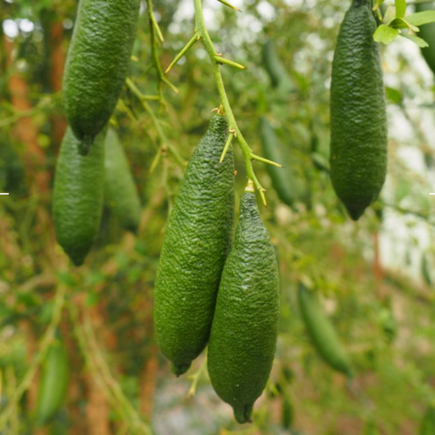 Citron caviar 'vert' / Volkamariana Pot 3L