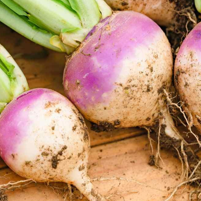 Navets violets - Botte - 0,5kg