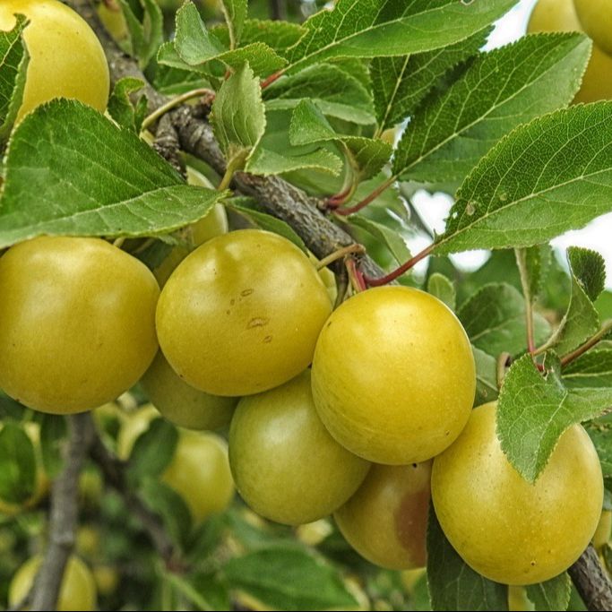 Prunier (Prunus x domestica) 'Mirabelle de Nancy' (Sur Myro)