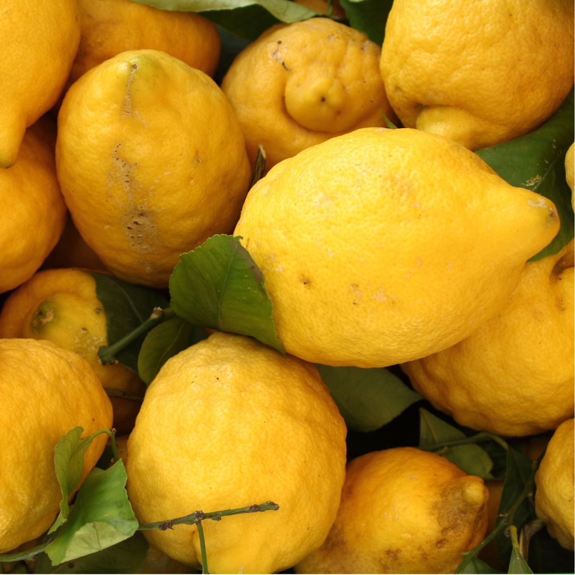 Citron Amalfi - 3l
