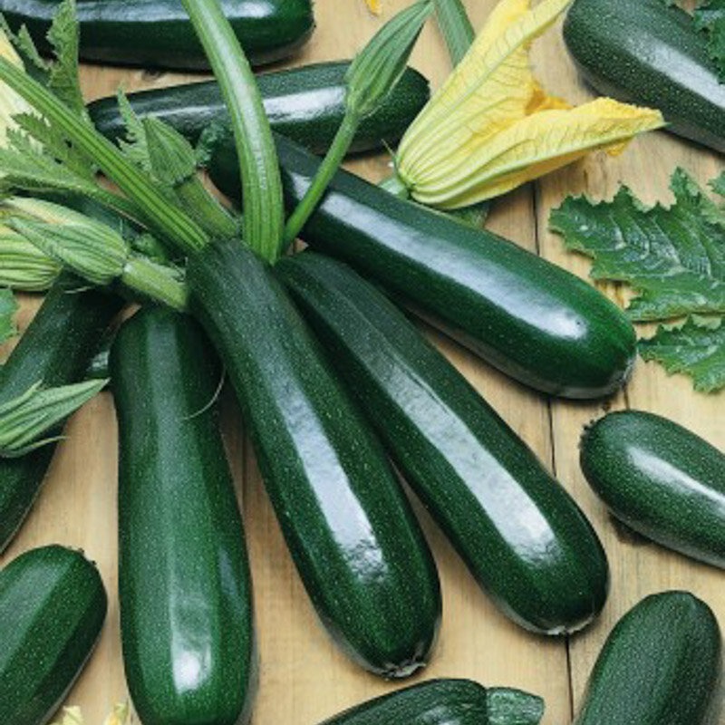 Plant de Courgette - Verte noire maraîchère