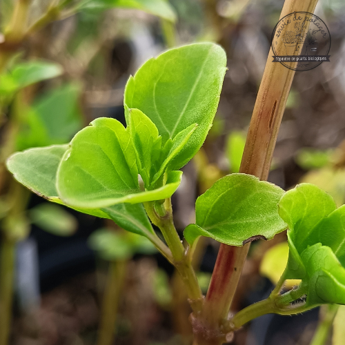 BASILIC VIVACE ANISÉ Bio