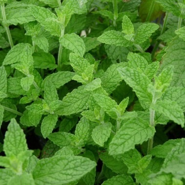 Menthe fraise en pot 12 cm