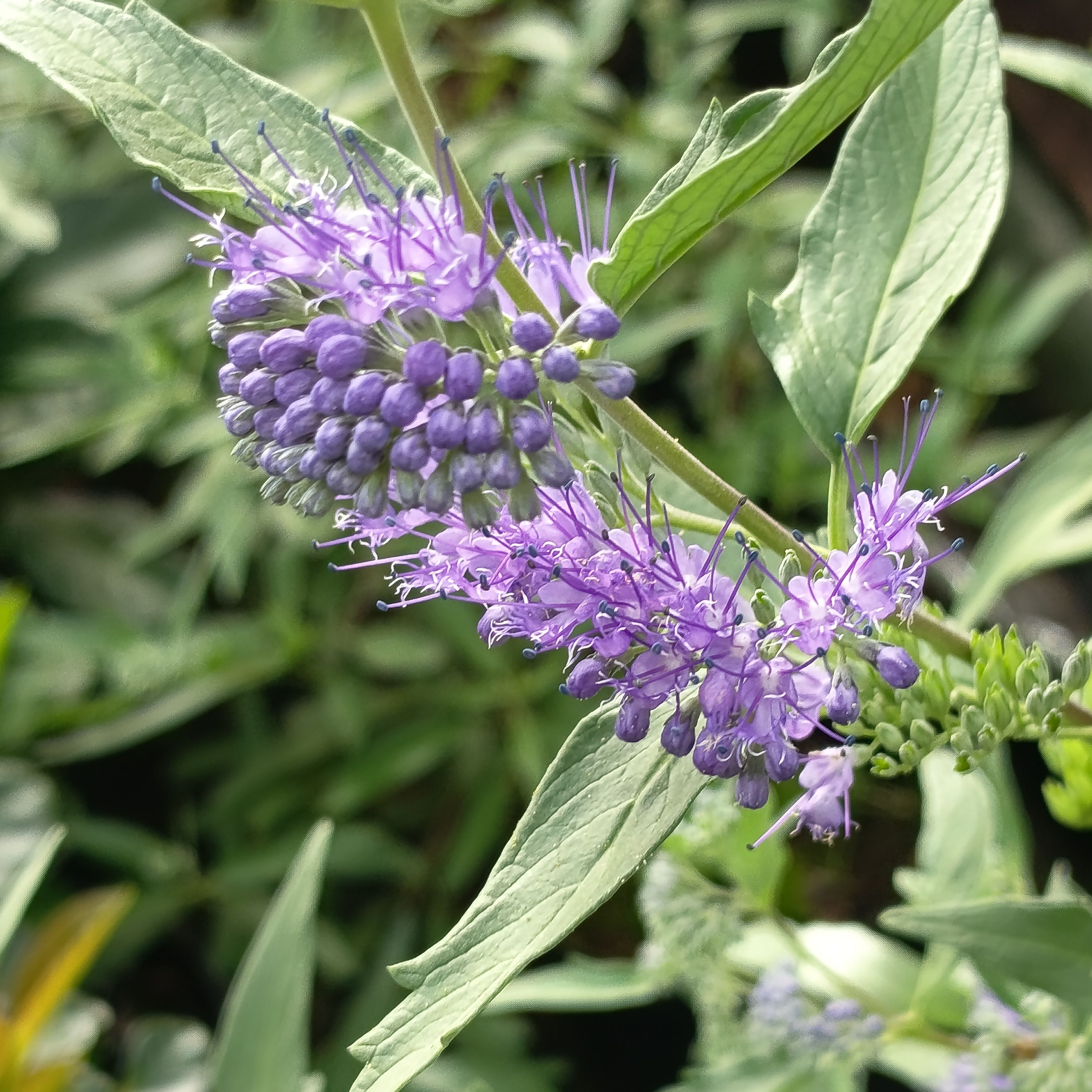 Caryoptéris - Caryopteris x clandonensis "Kew Blue"