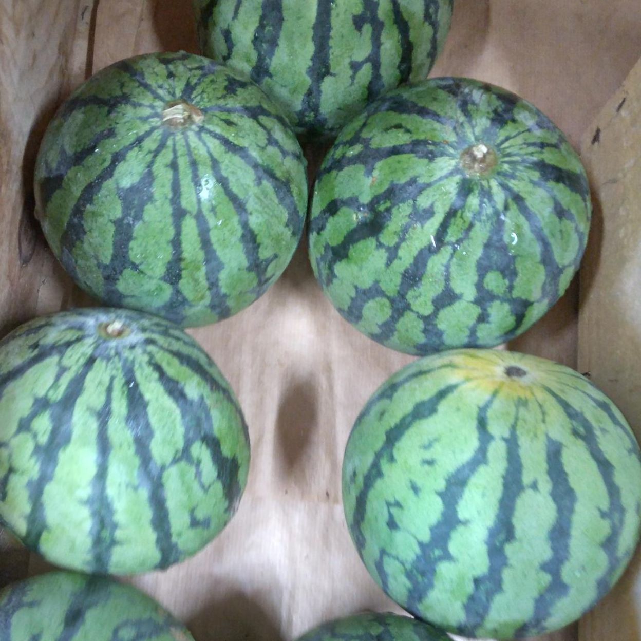 Pastèque