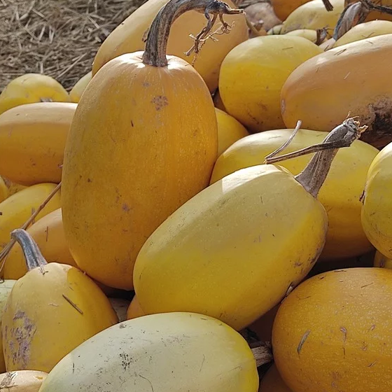 Courge spaghetti