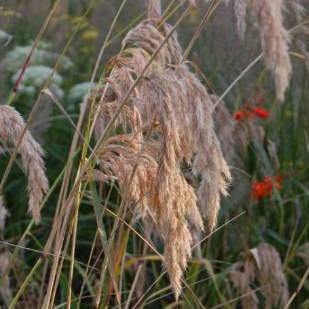 Calamagrostis emodensis
