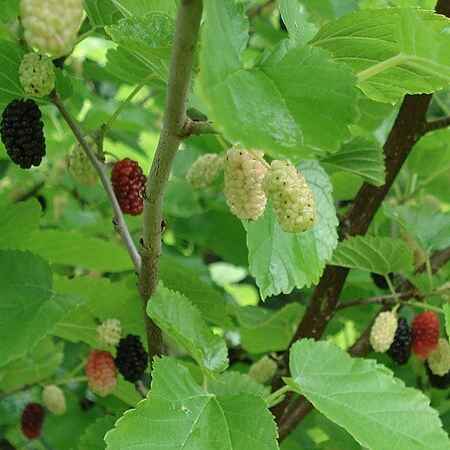 Mûrier noir - racines nues 1,5-2m