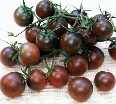 Tomate cerise Black Cherry - 1 plant