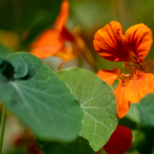CAPUCINE TUBÉREUSE Bio