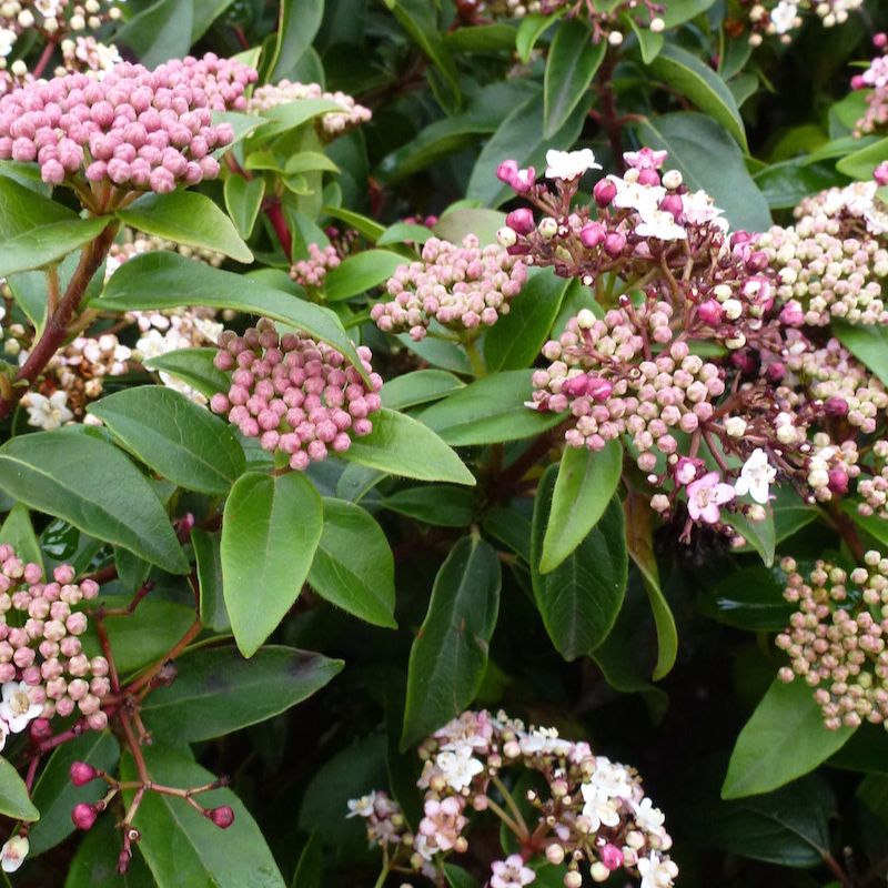 Viorne - Laurier tin - Viburnum tinus "Eve Price"