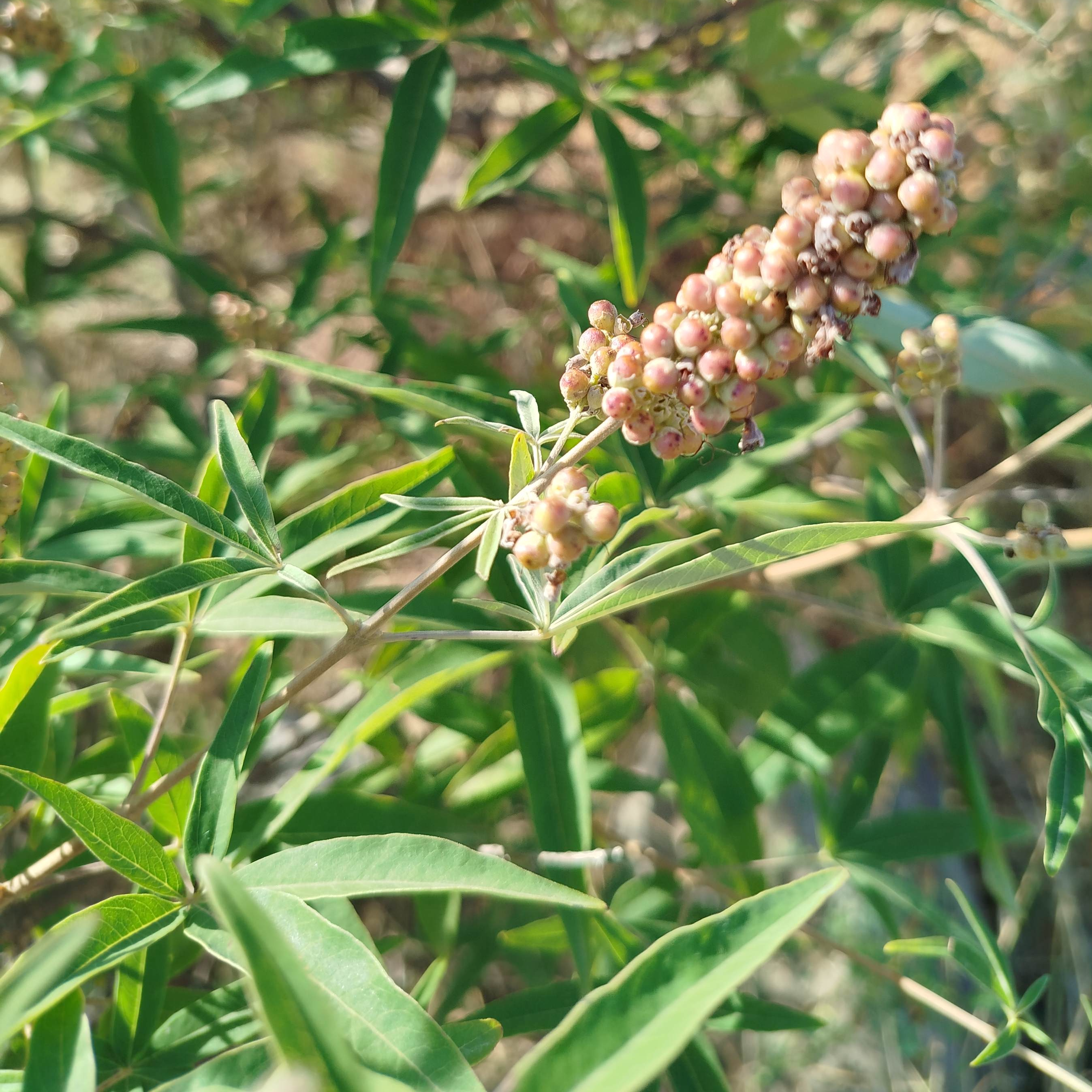 Alcoolature Gattilier