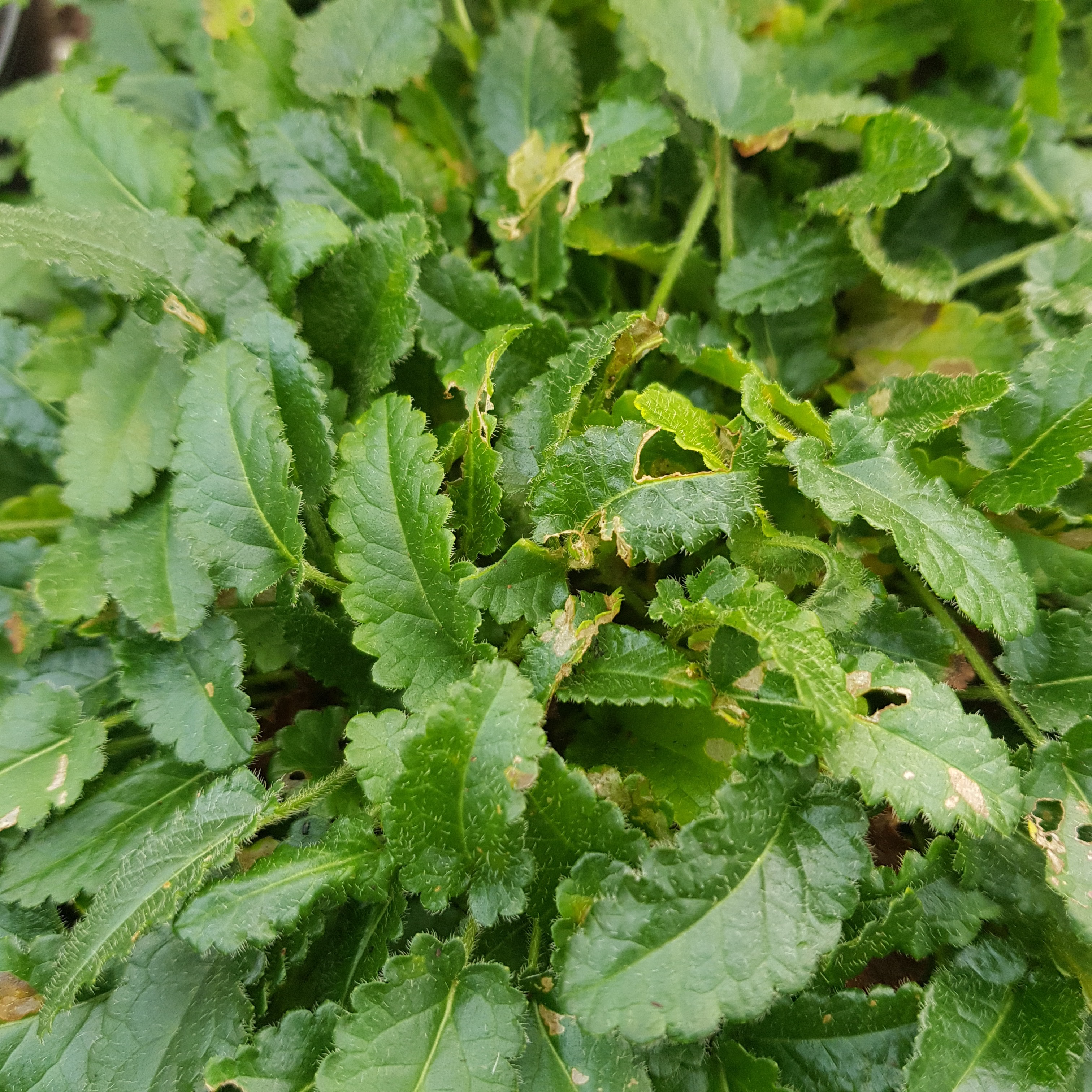 BÉTOINE OFFICINALE Bio