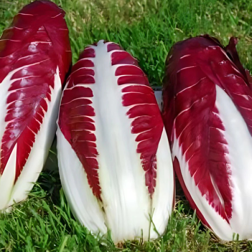 SALADE CHICORÉE DE TREVISSE