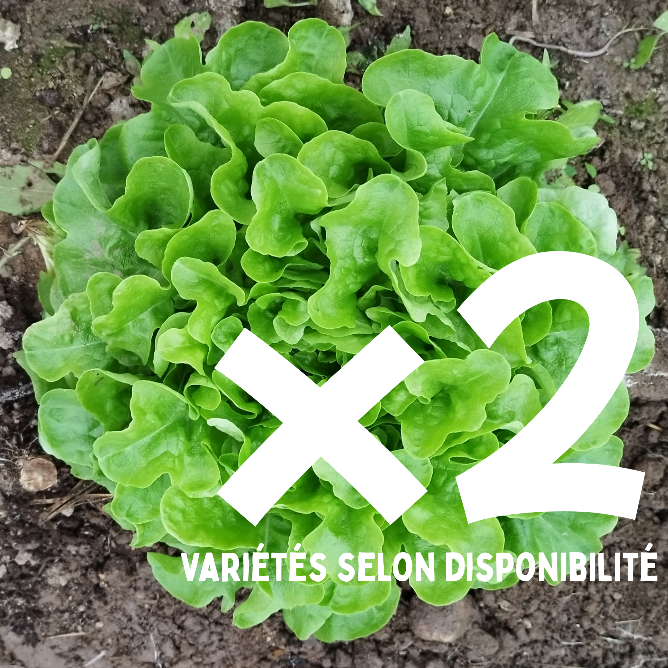 Salade - Lot de 2
