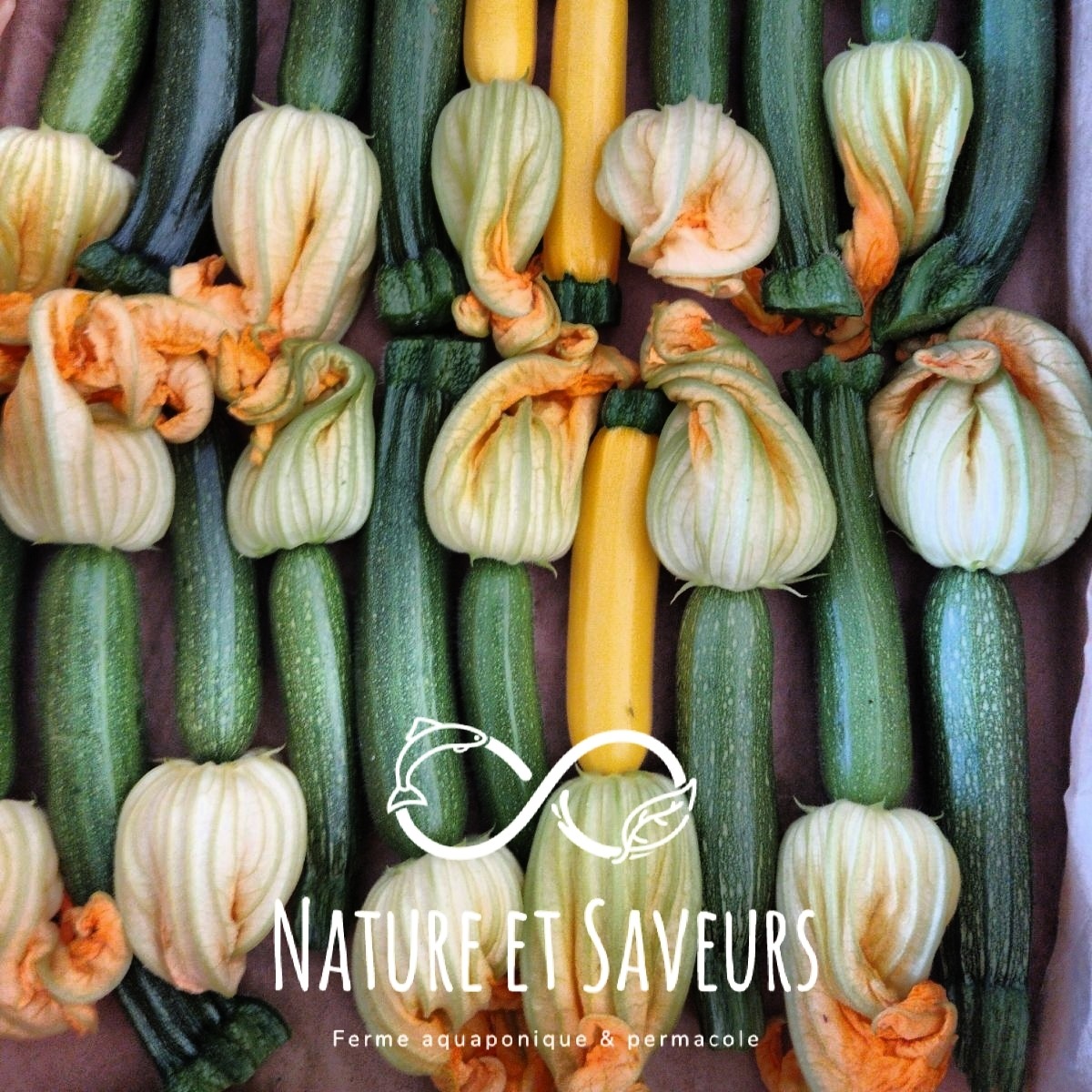 Mini courgettes vertes – fraîcheur et finesse gastronomique - 200g