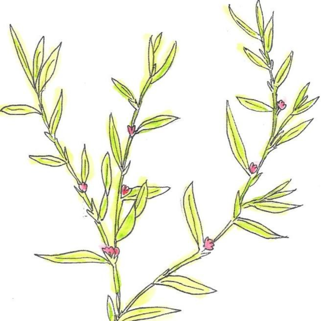 Renouee des oiseaux - 30ml