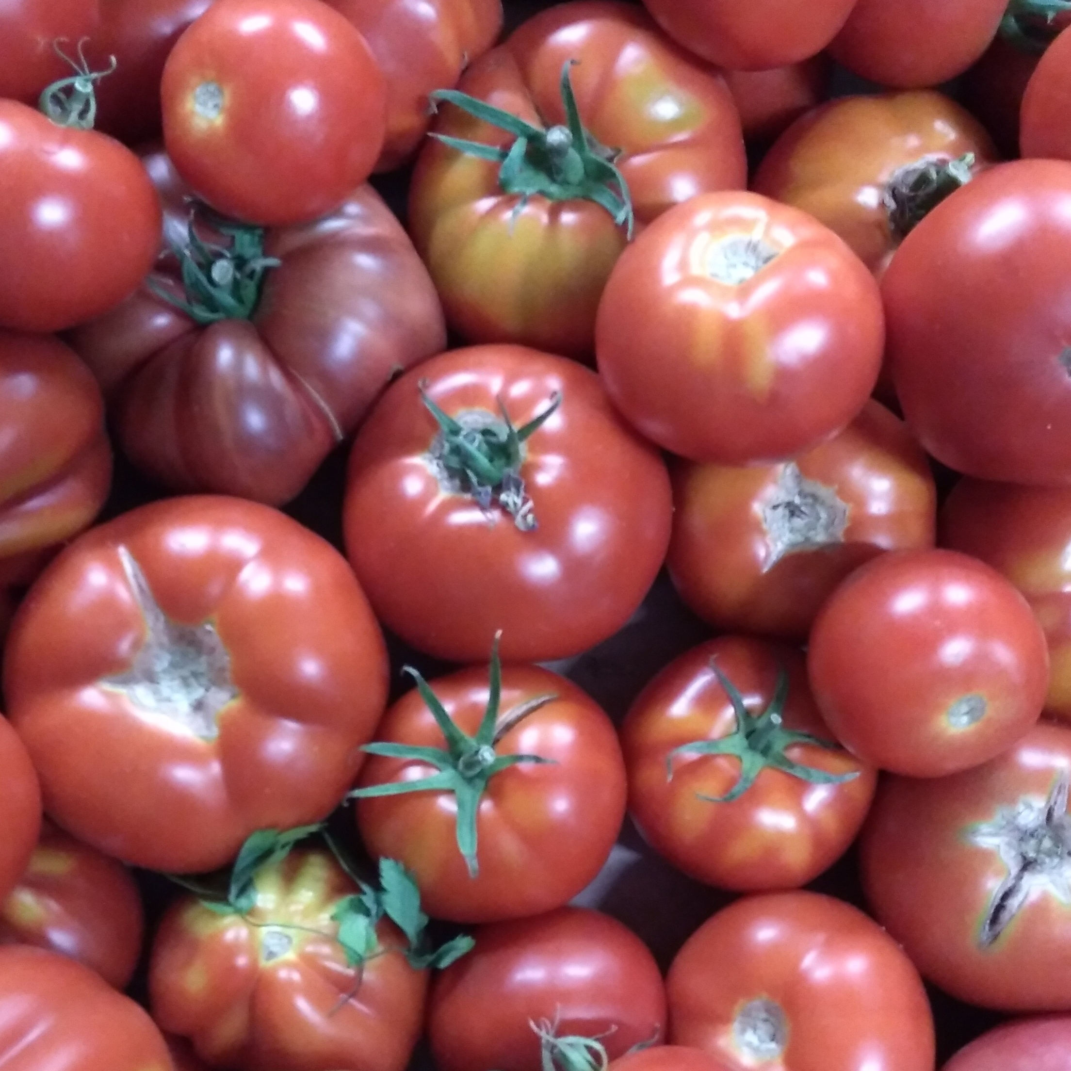 Tomates coeur de boeuf FRANCE
