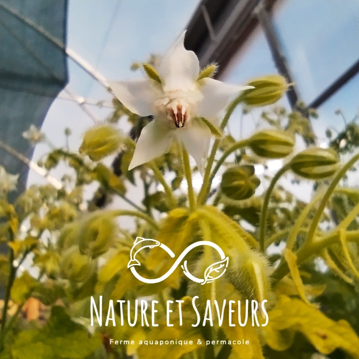 Fleurs de bourrache – pureté et fraîcheur végétale - 4g