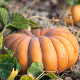 Courge (Musquée de Provence)