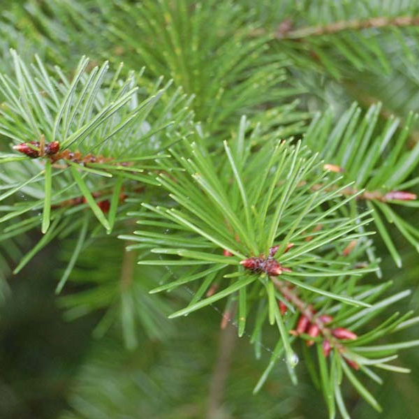 Sapin de Douglass (par 10)