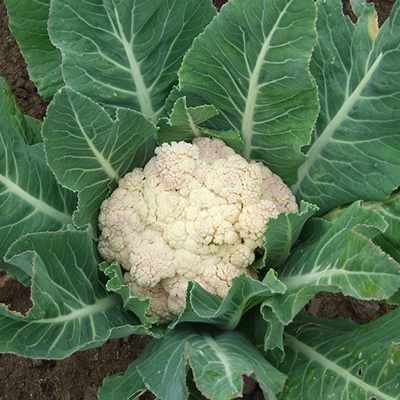 Chou fleur