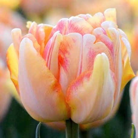 Tulipe Foxy Foxtrot