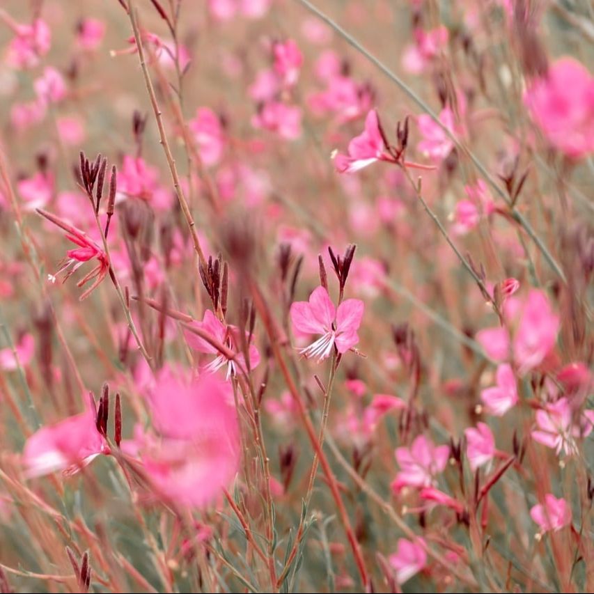 Gaura de Lindheimer (GAURA lindheimeri) 'Emmeline Pink Bouquet' - 1l