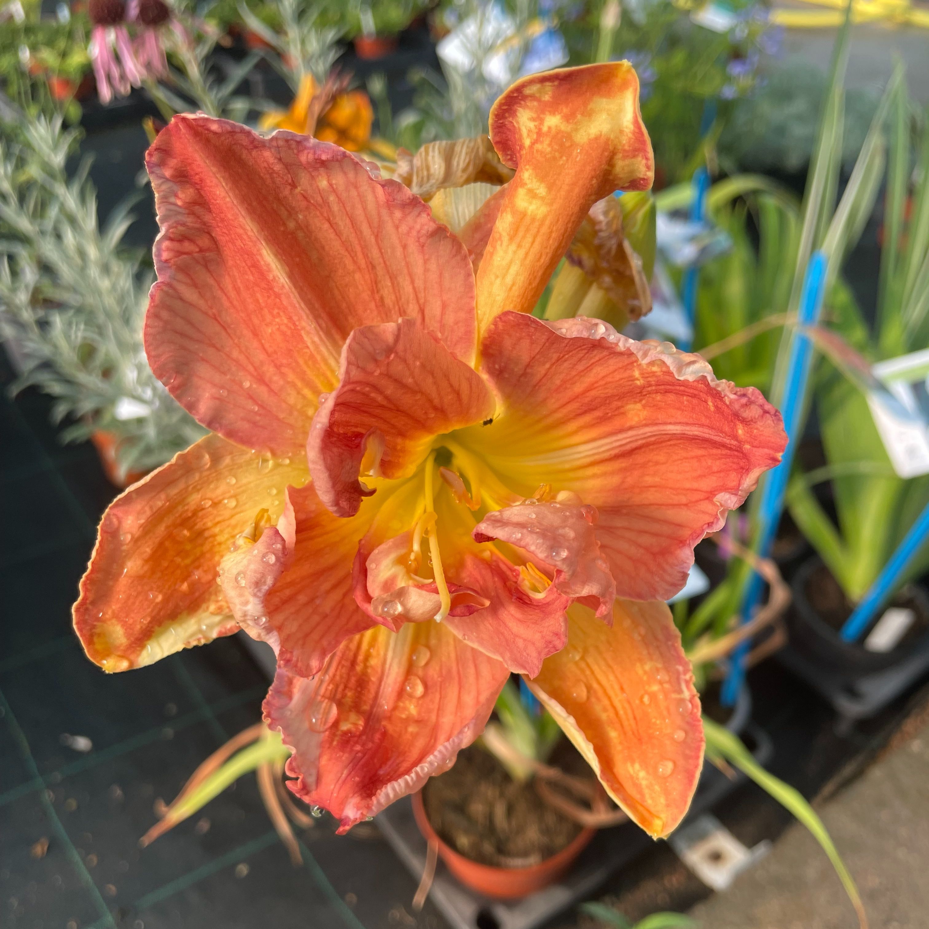 Hemerocallis 'Longfield Twins'