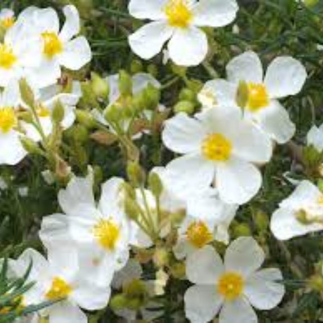 Cistus florentinus ’Tramontane’