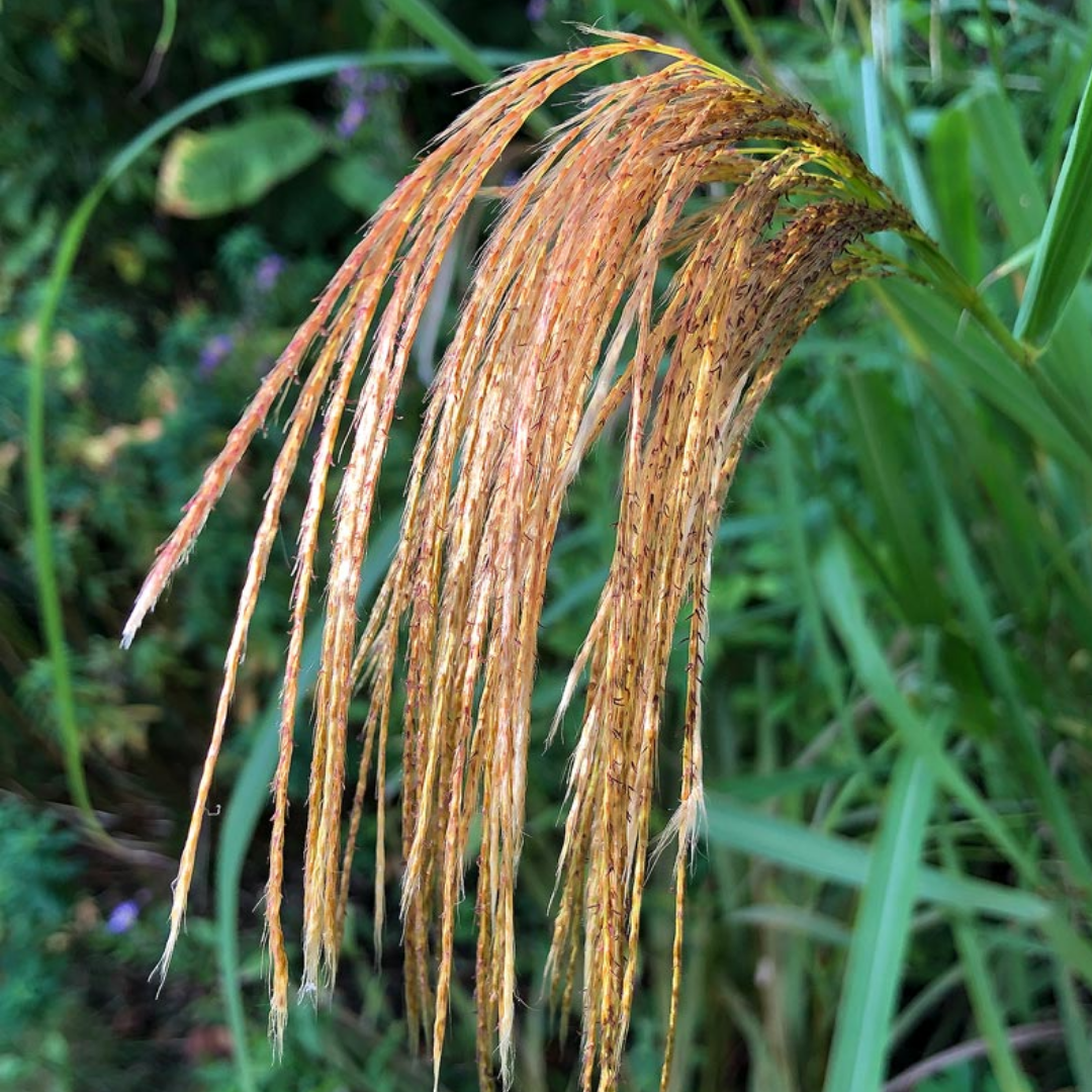 Miscanthus nepalensis
